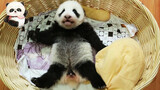 A Cute Baby Panda Is Dancing