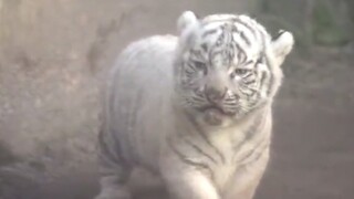 Two-headed white tiger cub meets tourists for the first time