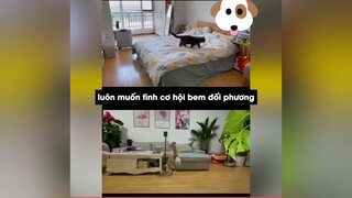 Đánh nhau vì gái là cái kết tê tái #videohai