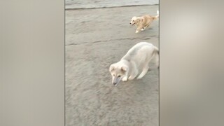 Rất nhanh rất nguy hiểm...cunyeucuadua yeucho yeuchomeo cún cúncon chó chómèo chócon chókhôn yeuchomeo chócute pet dog dogsoftiktok