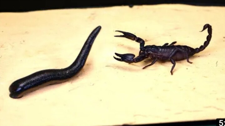 Reptile Pet | Scorpion VS Leech