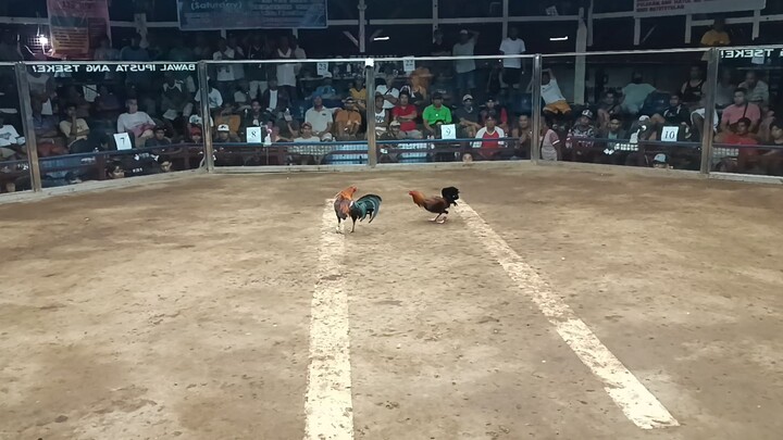 QCBA 5 COCK DERBY (BATTLE OF THE CHAMPION) 4TH FIGHT W