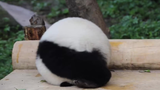 Panda Keep Rolling to Get Attention
