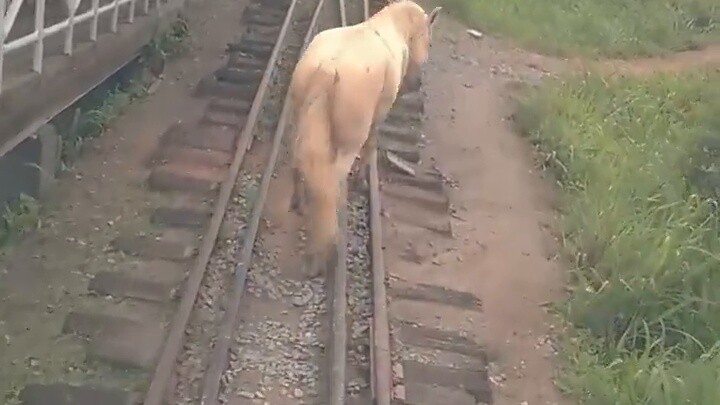 Ini rel kereta api, bukan jalan raya. Kuda yang baik tidak akan menghalangi jalan.