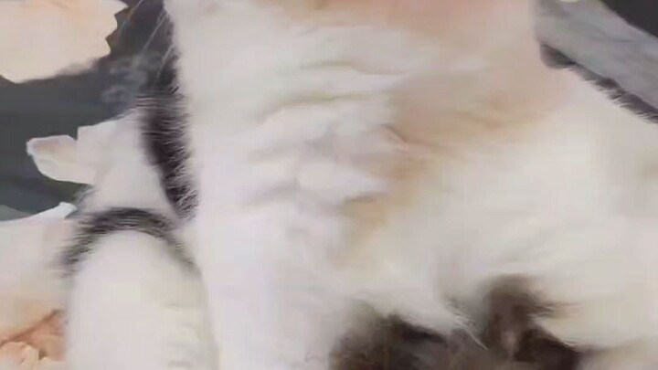 kucing lucu, moci 😼