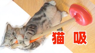 猫咪碰上马桶吸（真·吸 猫！）