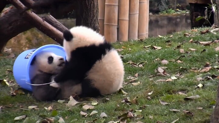 Panda dimasukkan dalam tong oleh temannya.