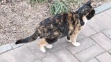 Can stray cats really help people find cats? What is the principle