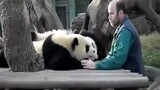 American caretaker bids panda he raised returning to China farewell. The scene is heartbreaking indeed!