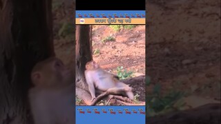 Animals Funny Moment-67 🤪😁