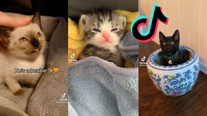 TikToks But They Are Tiny Cats - Kitten Side of TikTok #5