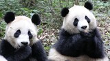 [Animals]Calling the cute pandas back for snacks