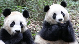 [Hewan]Memanggil panda lucu untuk makan camilan