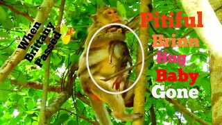 Pitiful Monkey Brinn Hug Baby Was Gone Climb Down,Million Pity Baby Brittany Death,Review Baby Death