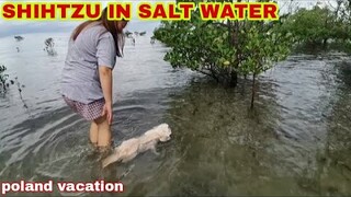 SHIHTZU SWIMMING IN SALT WATER | FIRSTIME MAGLANGOY NG ASO KO #BUHAYPROBINSYA