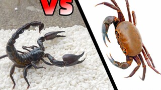 Hungry scorpion vs Fierce crab: Who is stronger?