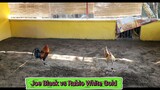 Joe Black vs Rubio White Gold