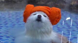 Oh No! Dog Is Melting In Hot Spring!