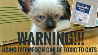 How to cure IVERMECTIN toxicity in Cats using MAYONNAISE.