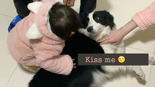 How do Border Collie and Silly Husky React When They See A Baby?