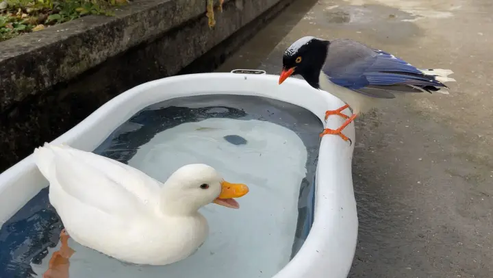 [Animals]A bird steals a small fish from my Cole duck with trick