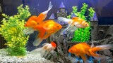 10 jenis ikan hias air tawar aquarium yang cocok untuk di ruang keluarga