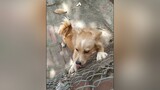 Có ai thích Bông Bơ thì comment đi ạ. cunyeucuadua yeucho yeuchomeo cún cúncon chó chómèo chócon chókhôn yeuchomeo chócute dogsoftiktok