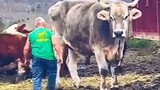 big cow 😱