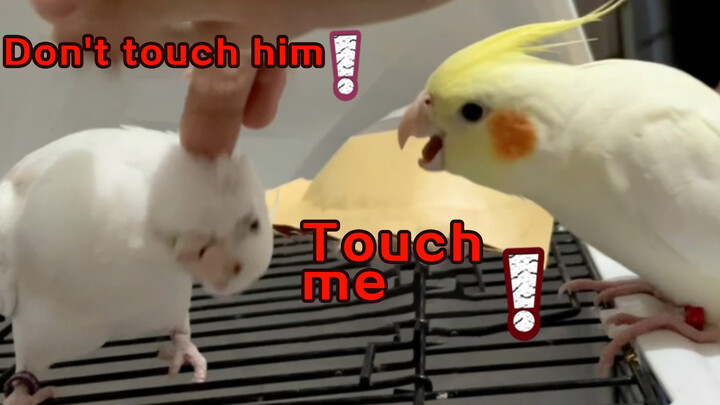 A jealous cockatiel