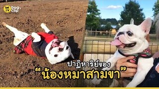 น้องหมาสามขา ลิ้นห้อย อารมณ์ดี "เบธ"  | Dog's Clip