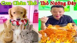 Thú Cưng TV | Tứ Mao Đại Náo #32 | Chó Golden Gâu Đần thông minh vui nhộn | Pets cute smart dog