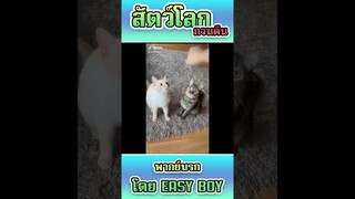 รวมคลิปฮา พากย์นรก #short #easyboy #คลิปฮา #เบสไวน์