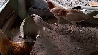 WINING LINE T-RRR IRON DOME LINE MAS PINA UPGRADE PA FROM JM- FANTASTIC BULIK PULLET