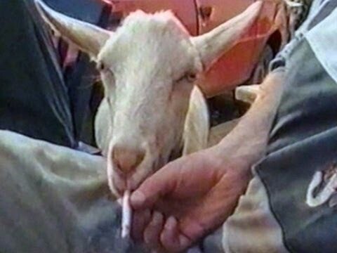 Funny Animal Videos : Funny Goat : Smoking