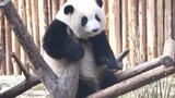 Panda Channel | Cute Alert! | Panda Cub Hehua Washing Its Own Feet