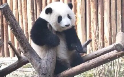 Panda Channel | Cute Alert! | Panda Cub Hehua Washing Its Own Feet