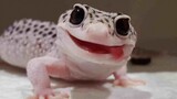 Smiling Leopard Gecko, an Adorable Pet Both at Home and Abroad