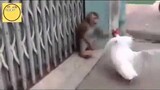 วิดีโอตลก Monkey Vs ไก่ชน ใครจะชนะ