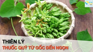 Thiên Lý Thuốc Quý Từ Gốc Đến Ngọn I Sức Khỏe Là Vàng