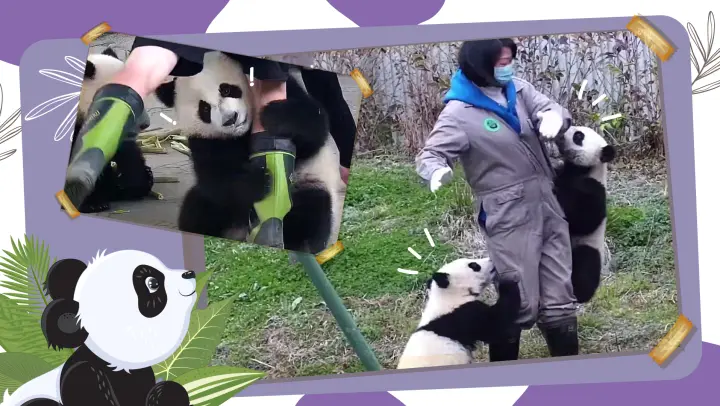 Panda Clinging on the Keeper's Leg