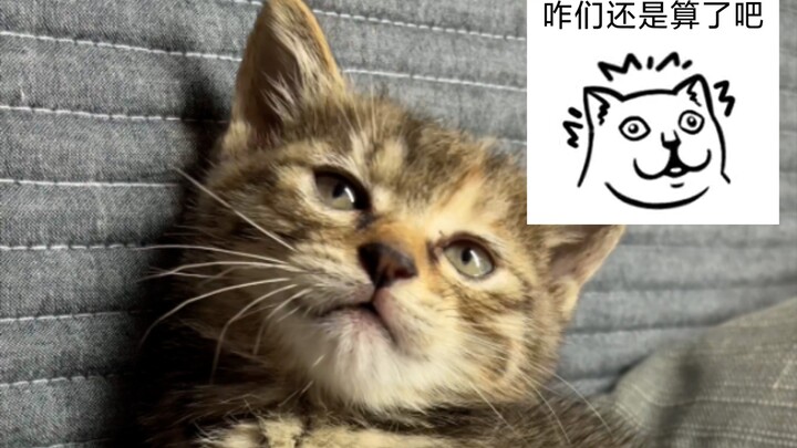 猫:你很会打吗？🤕