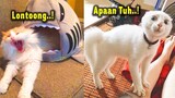 TAHAN TAWA.!😂 5 Menit Video Kucing Lucu Banget Bikin Ngakak Sampe Sakit Perut ~ Kucing Lucu Tiktok