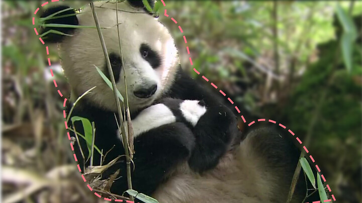 Arahan hangat: Mengikuti panda liar untuk melihatnya membesarkan anak.