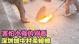 Kecoak dibunuh di sebuah desa di kota Shenzhen, pemandangannya begitu mengerikan hingga membunuh sar