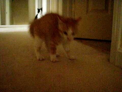 Sideways Attacking Kitty