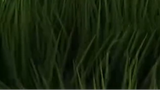 ULTRA REALISTIC GRASS IN MINECRAFT