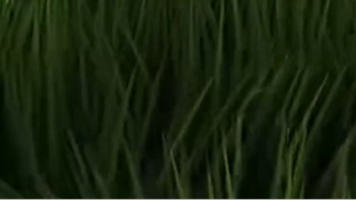 ULTRA REALISTIC GRASS IN MINECRAFT