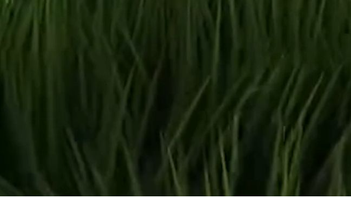 ULTRA REALISTIC GRASS IN MINECRAFT