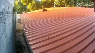 ninja cat 🥶🥶
