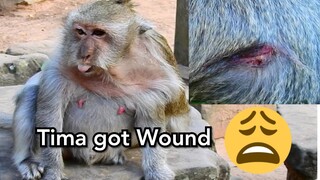 Pity Poor Alpha Monkey Tima!, Tima Got Wound on Back Cos Skippy Bite, Female Tima Hungry Request Me